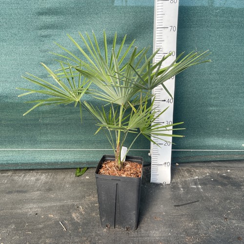 Trachycarpus fortunei - , x