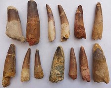 Spinosaurus Teeth from