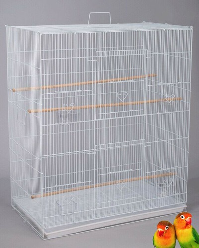 Large breeding flight bird - breeding,
