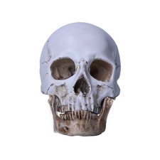 Lifesize Realistic Human Skull