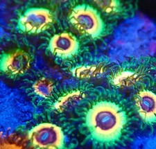 Little Shop of Horrors LSOH High End Zoa Zoanthid 1 polyp Frag Coral