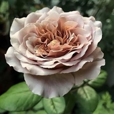 HYBRID TEA ROSE CAFE LATTE BARE ROOT GARDEN ROSE,PERNNIAL PLANTS 