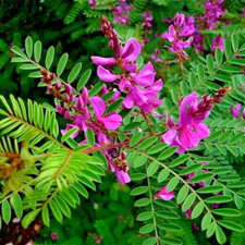 Indigofera Heterantha