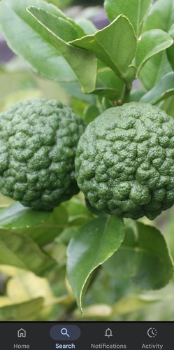 Kaffir lime grafted - kaffir,