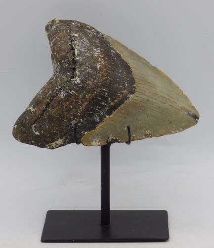 Large fossil megalodon - large,