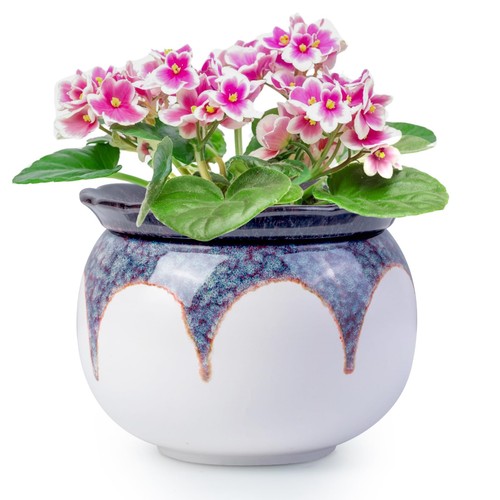 Selfwatering 6inch african - 6inch,