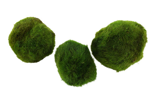 Tropica plants aegagropila - tropica,