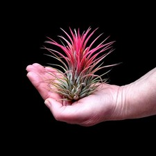 Extra Large Tillandsia Red