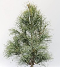Small Tear Pine Densa Hill 60-80cm - Pinus wallichiana