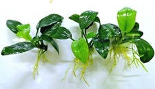 3x Anubias Nana Petite Live