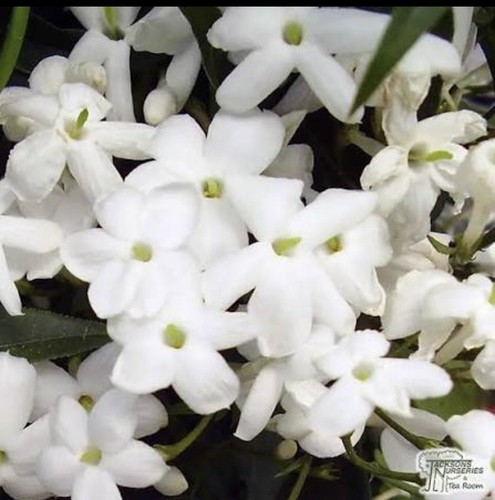 Fragrant jasmine - fragrant,