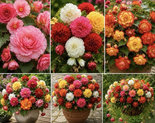 Begonia mix summer tubers - 20,