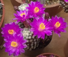 Mammillaria Theresae, 20 fresh seeds Add To Basket Read Description