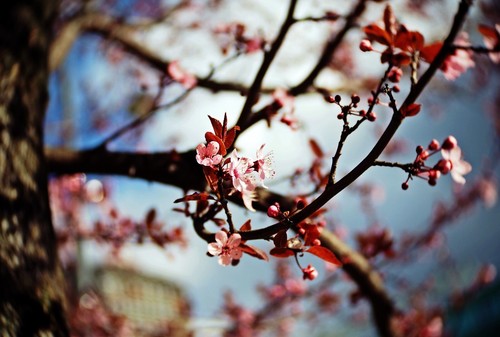 Micro fit 25mm 4 lens - f1.4,