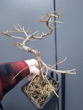 T6 Japanese Larch Bonsai Tree 