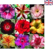 Germination-Ready Adenium