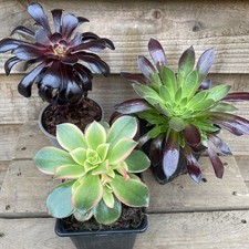 Aeonium Collection 3 x 9cm
