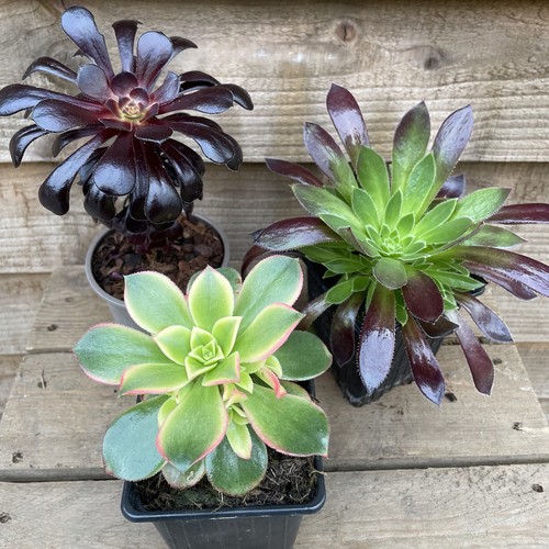 Aeonium collection 9cm - collection, x