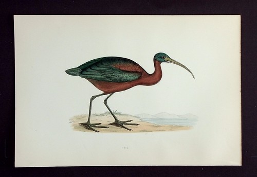 Ibis original antique - original,
