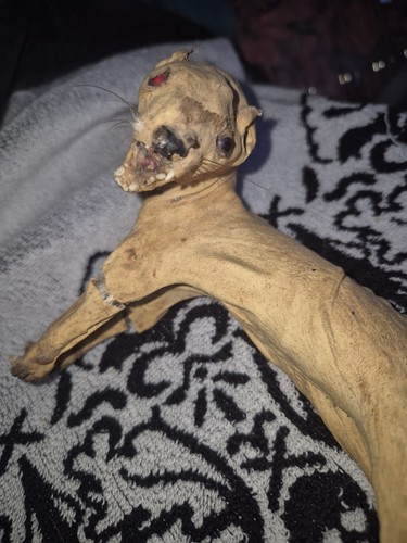 Bad and bald taxidermy - bad,