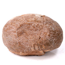 Rare Dinosaur Egg Fossilised