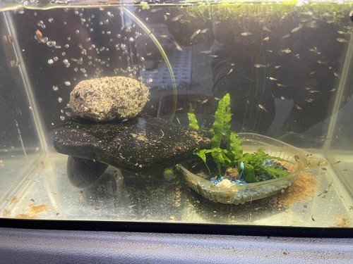 Mix fancy guppy - fancy,
