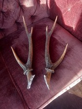 PAIR OF Sika DEER ANTLERS