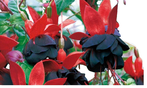 Mix r fuchsia - x,