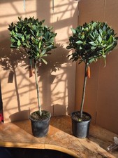 Standard Bay Tree | Laurus