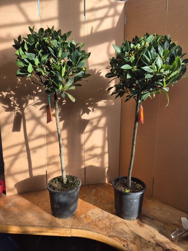 Standard bay tree - standard,