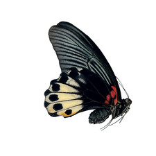 The Great Mormon Butterfly (Papilio memnon) FEMALE, Insect Collector Specimen