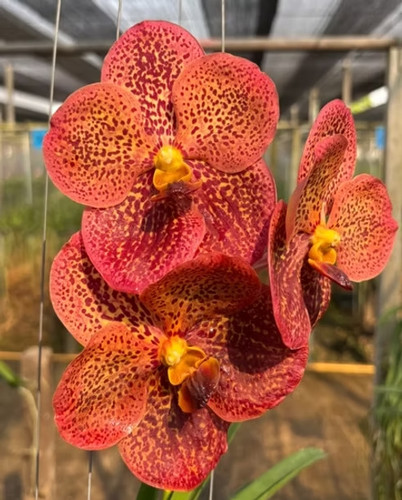 Rare vanda khaodin delight - vanda,