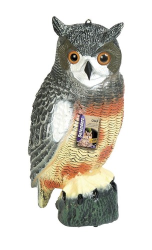 Redwood large realistic - redwood, bird