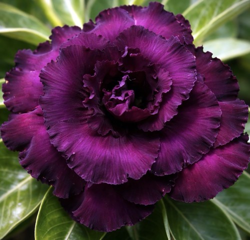 Moung adenium obesum - moung,