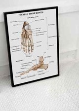 HUMAN BODY FOOT BONES ANATOMY