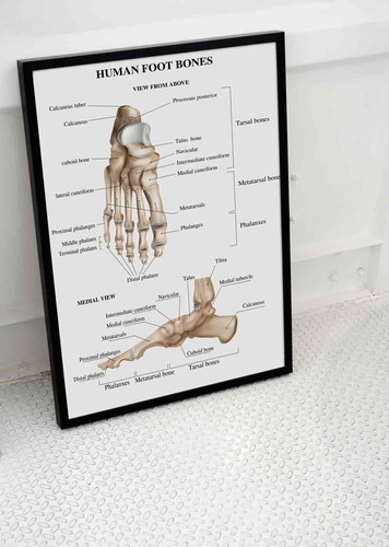 Human body foot bones - foot,
