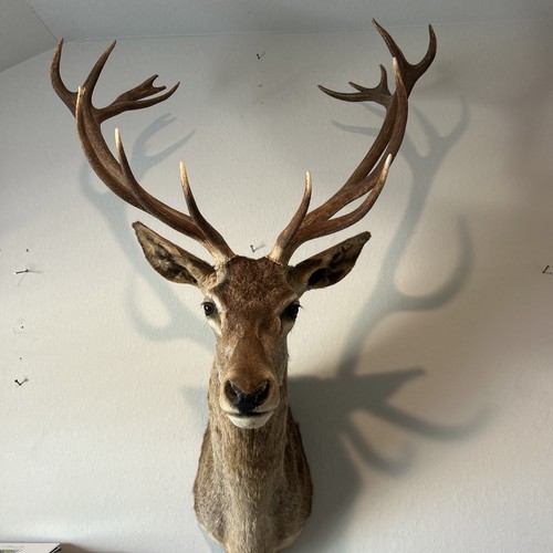 Large red deer stag taxidermy - large,