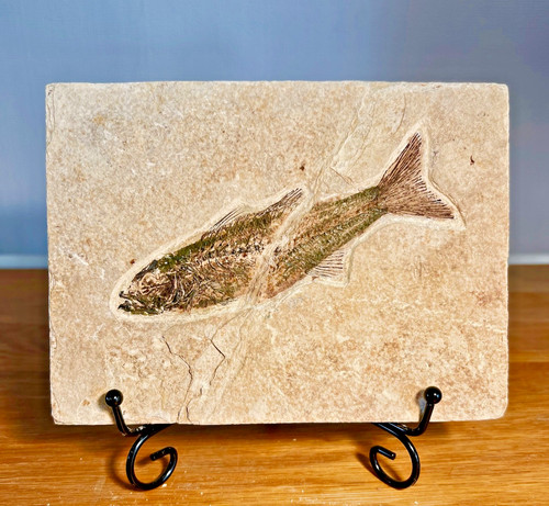 Fossil fish matrix - on, circa
