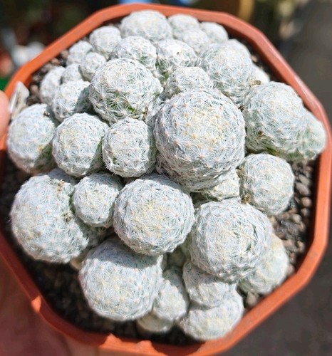 Mammillaria humboldtii - mammillaria,