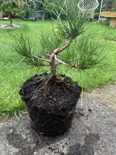 Pine pre bonsai - (pinus), pre-bonsai