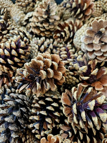 Naturally dried pine - 50,
