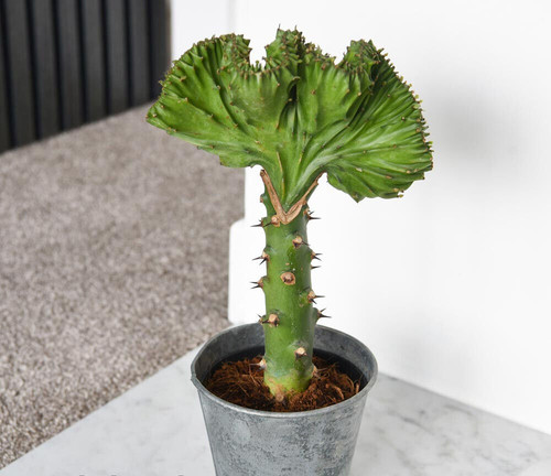 Euphorbia lactea cristata - lactea, 'cristata'