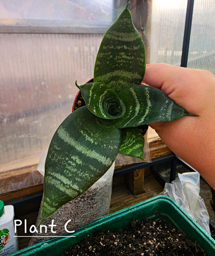 Sansevieria green hahnii snake - sansevieria,
