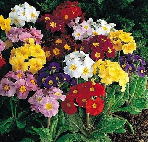 Pack primula polyanthus - primula,
