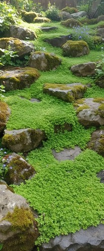 Soleirolia soleirolii baby - soleirolia, baby's