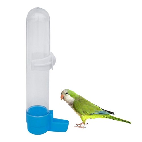 Bird parrots water feeding - bird,