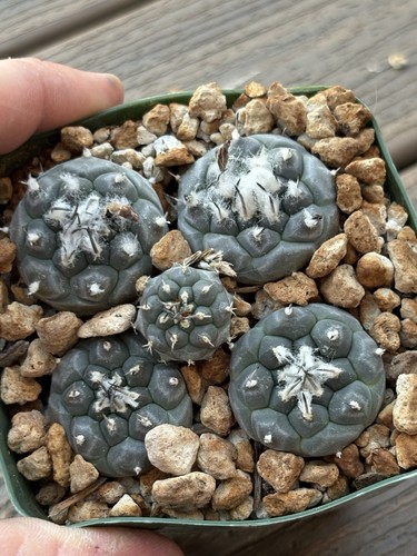 Turbinicarpus jauernigii all - turbinicarpus,