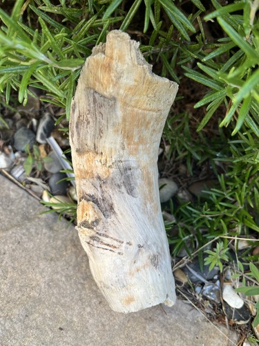 20cm chunky driftwood branch - 20cm,