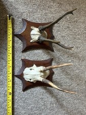 A Pair Of Vintage Roe Deer Antlers Mounted On Wooden Plaques 