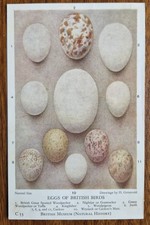 Eggs of British Birds, Natural